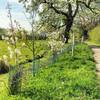 Plantation de haie -  Gîte Le gîte du Chemin Perray (Normandie, Orne)