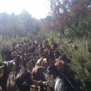 Photo de Le cabanon de la Jacourelle