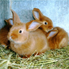 portée de petits lapins -  Gîte L'AULNE D'ALUNE (Auvergne-Rhône-Alpes, Ardèche)