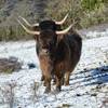 une vache à 4 cornes...c'est beaucoup plus troublant qu'une vache à 3 temps... -  Gîte Les Eco-Logis d'Ensarnaut "Côté Laurier" (Occitanie, Gers)