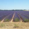 Champs de lavande -  Gîte Les Ruchers des Mességuières (Provence-Alpes-Côte d’Azur, Vaucluse)