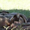 Brebis à la sieste -  Gîte Les Ruchers des Mességuières (Provence-Alpes-Côte d’Azur, Vaucluse)