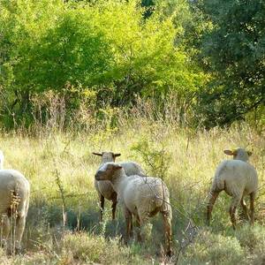 Photo de Les Ruchers des Mességuières