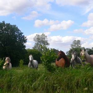 Photo de Ferme des Korrigans
