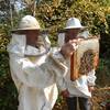 Iniciation à l'apiculture -  Gîte (holiday cottage) Schirbach cellar (Grand Est, Haut-Rhin)