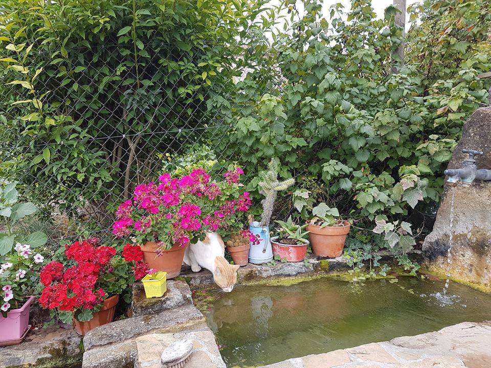 La fontaine et le chat