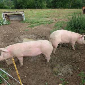Photo de LA FERME D'ETIENNETTE
