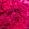 Infusion de roses pour la gelée -   Gîte Sainte - Euphémie (Auvergne-Rhône-Alpes, Savoie)