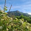 Les mûres au printemps -   Gîte Sainte - Euphémie (Auvergne-Rhône-Alpes, Savoie)