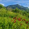 Le trèfle incarnat pour les abeilles -   Gîte Sainte - Euphémie (Auvergne-Rhône-Alpes, Savoie)