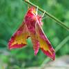 Papillon Sphynx de la vigne -   Gîte Sainte - Euphémie (Auvergne-Rhône-Alpes, Savoie)
