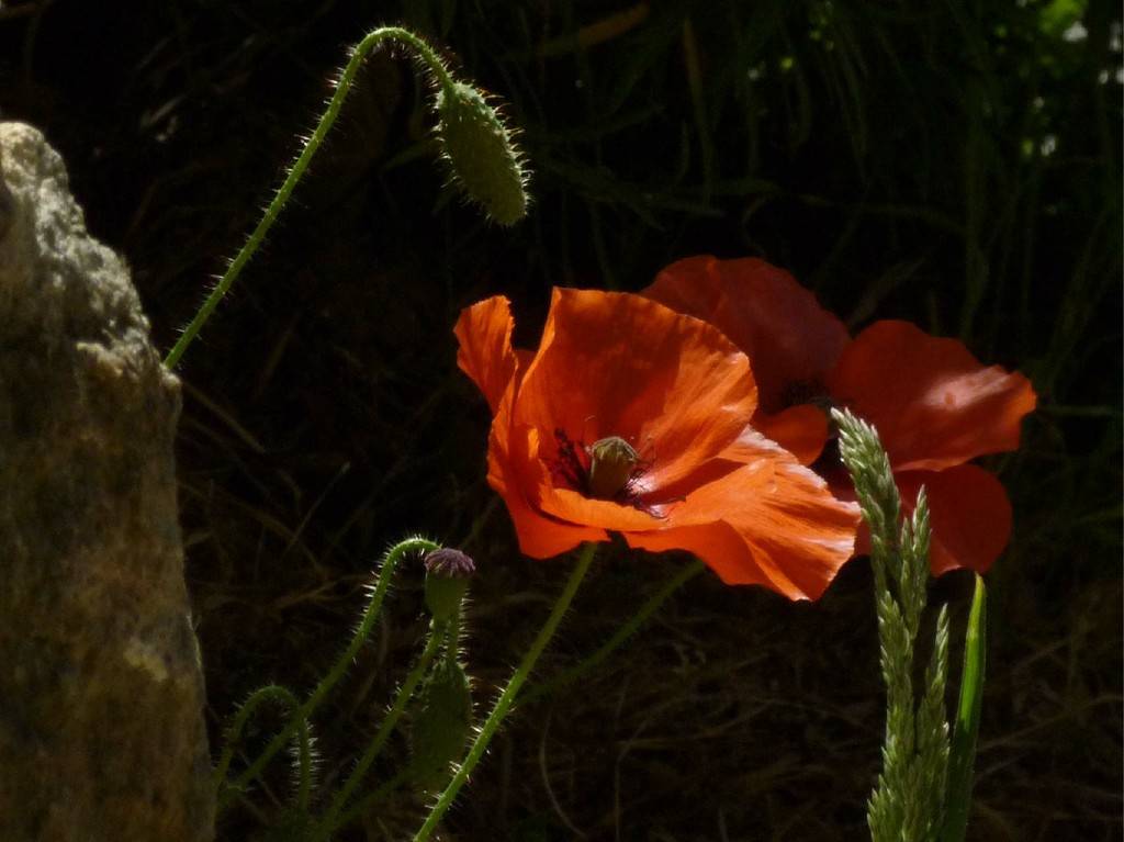 Coquelicots au pied des murs
