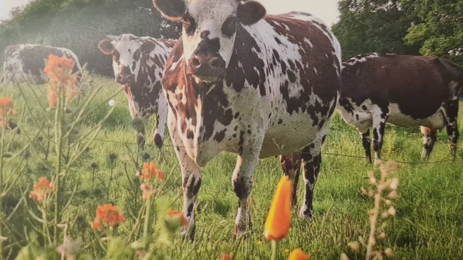  Hébergement touristique Normandie Orne La ferme Buissonnière