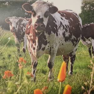 Photo de La ferme Buissonnière