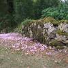 mur pierres sèches et cyclamens -  Gîte Ferme de montagnac (Occitanie, Gers)