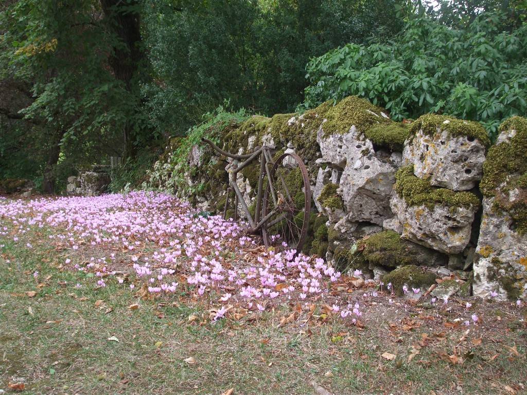 mur pierres sèches et cyclamens - Hébergement touristique Occitanie Gers Ferme de montagnac