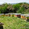 Activité apiculture -  Gîte Gite de liou (Occitanie, Lozère)