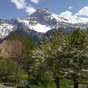 Photo of Les Violettes