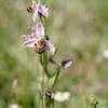 ophrys abeille -   Relais de la Ferme du bois d'haut (Centre-Val de Loire, Indre)