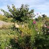 jardin -  Relay Self-contained rooms (Occitanie, Lot)
