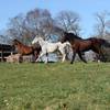  Relais Ferme de Cheux (Normandie, Manche)