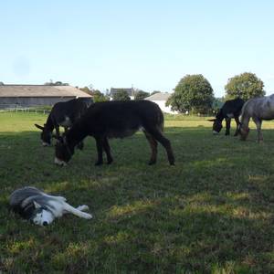 Photo de Le Jeune Sandrine Kermorg'âne équicie