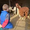 Des bisous... -  Accueil social LAMA RANATHA, ELISABETH PANATO - Paysanne Accueillante et Médiatrice Animale. Label Accueil Social (mineurs). Agrément Assistante Familiale. Organisatrice "Séjours de vacances en famille" Jeunesse et sport (lamas, alpagas, poules, paons, faisans dorés..) (Grand Est, Meuse)