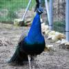 Si vous aimez les jolies couleurs, alors vous pourrez aller à la chasse aux plumes de paons ou de faisans dorés -  Accueil social LAMA RANATHA, ELISABETH PANATO - Paysanne Accueillante et Médiatrice Animale. Label Accueil Social (mineurs). Agrément Assistante Familiale. Organisatrice "Séjours de vacances en famille" Jeunesse et sport (lamas, alpagas, poules, paons, faisans dorés..) (Grand Est, Meuse)