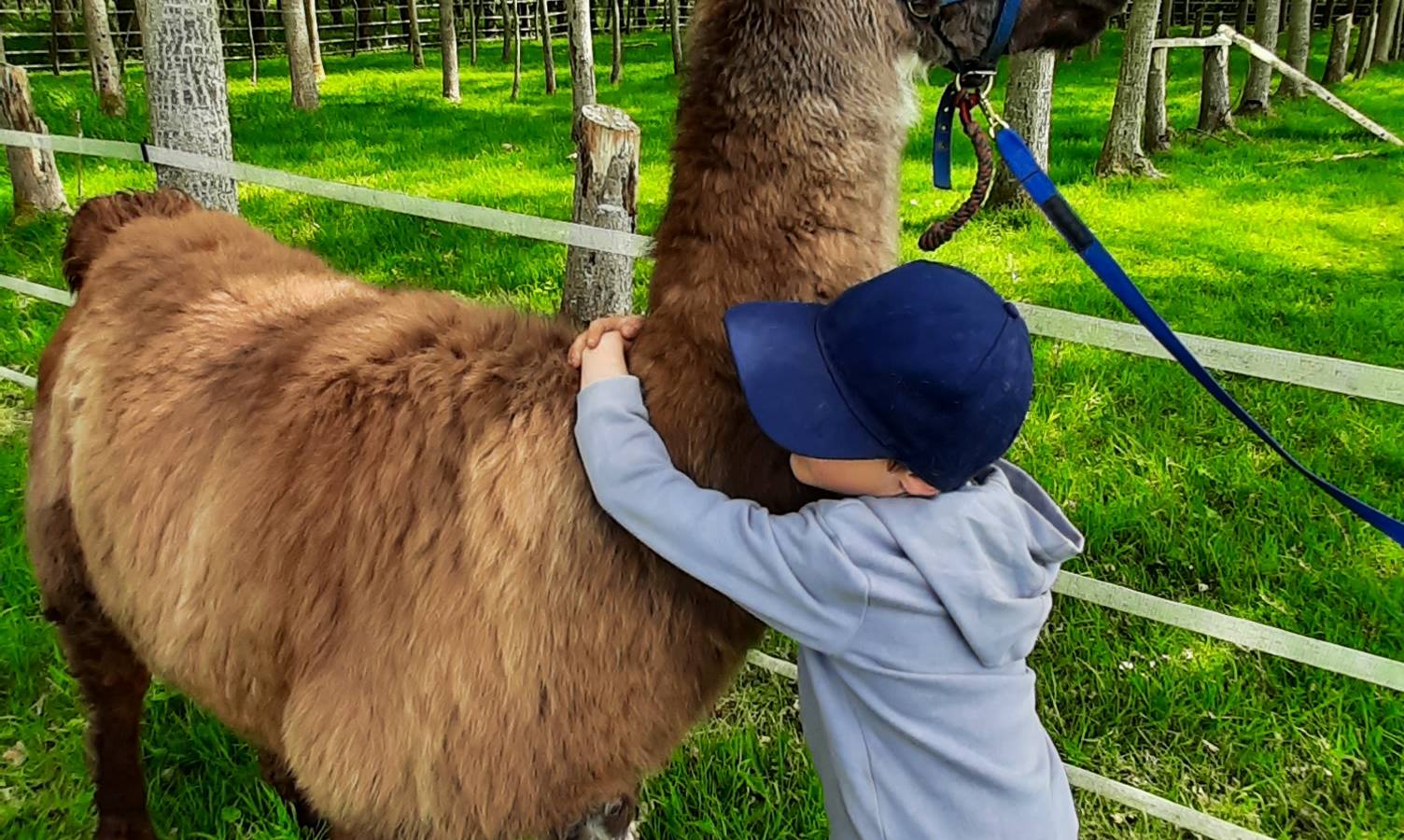 S'enfouir dans la laine, raconter ses misères, faire un gros câlin... Les lamas médiateurs sont là pour vous - Activité Grand Est Meuse LAMA RANATHA, ELISABETH PANATO - Paysanne Accueillante et Médiatrice Animale. Label Accueil Social (mineurs). Agrément Assistante Familiale. Organisatrice "Séjours de vacances en famille" Jeunesse et sport (lamas, alpagas, poules, paons, faisans dorés..)