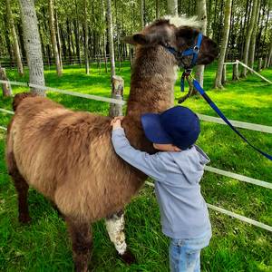 Photo de LAMA RANATHA, ELISABETH PANATO - Paysanne Accueillante et Médiatrice Animale. Label Accueil Social (mineurs). Agrément Assistante Familiale. Organisatrice "Séjours de vacances en famille" Jeunesse et sport (lamas, alpagas, poules, paons, faisans dorés..)
