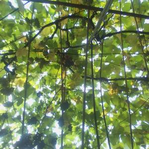 Photo de Les Treilles du Pouget