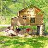 notre poulailler au verger -  Accueil social Graines d'espoir en bords de Rance (Bretagne, Côtes-d'Armor)