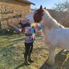 Auprès des chevaux -   Accueil social d'enfants et de jeunes à la journée ou demie-journée (Occitanie, Ariège)