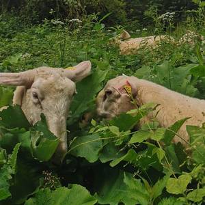 Photo de La petite ferme de Denis et Sophie