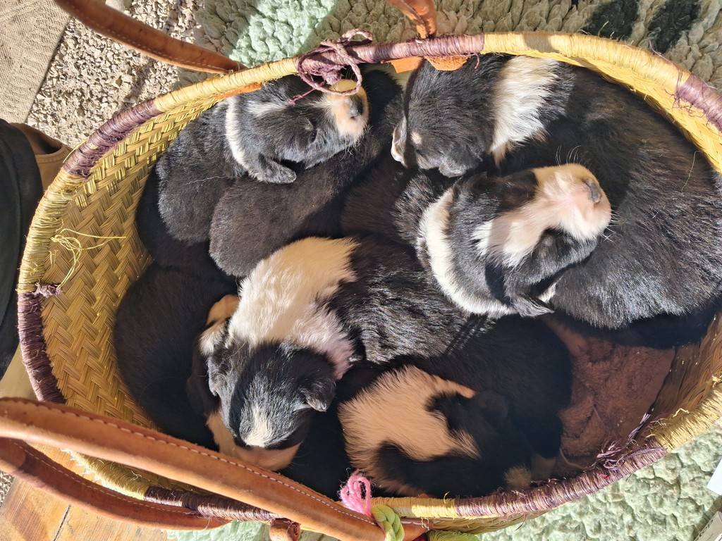 Petits chiots Border Collie - Activité Occitanie Gers La Ferme étoilée