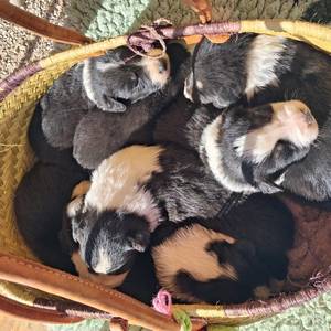 Photo de La Ferme étoilée