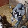 Sociabilisation des bébés Border Collie -  Accueil social La Ferme étoilée (Occitanie, Gers)