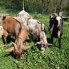 Joséphine, Célestine et Marius nos chèvres naines -   🌱 Accueil social au cœur d’une micro-ferme agroécologique (Auvergne-Rhône-Alpes, Haute-Savoie)