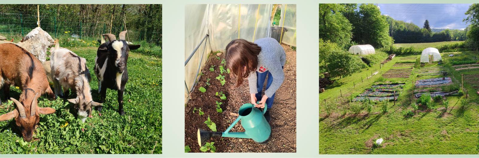 Bannière la Ferme des Bédailles - Activité Auvergne-Rhône-Alpes Haute-Savoie 🌱 Accueil social au cœur d’une micro-ferme agroécologique