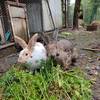 Odette et Raymonde, deux de nos lapines, dégustent les fanes de carotte du jardin -   🌱 Accueil social au cœur d’une micro-ferme agroécologique (Auvergne-Rhône-Alpes, Haute-Savoie)