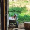 Célestine fait la sieste dans la brouette -   🌱 Accueil social au cœur d’une micro-ferme agroécologique (Auvergne-Rhône-Alpes, Haute-Savoie)
