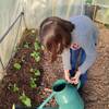 Arrosage suite à la plantation -   🌱 Accueil social au cœur d’une micro-ferme agroécologique (Auvergne-Rhône-Alpes, Haute-Savoie)