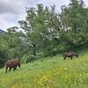  Accueil social Accueil à la Ferme du CASTEROU (Occitanie, Hautes-Pyrénées)