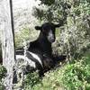 Kyra -  Accueil social "Ensemble, pas à pattes au Verger des Elfes" (Occitanie, Aveyron)