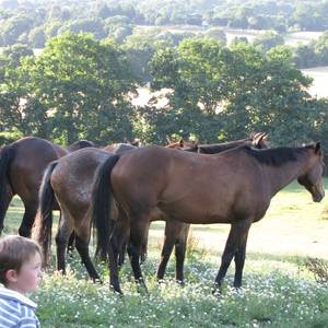 Photo de EQUIDETENTE