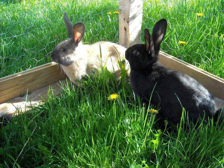  Activité Auvergne-Rhône-Alpes Drôme Les Cabris