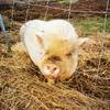 Buddy le cochon asiatique -   Accueil social de ressourcement thérapeutique et pédagogique (Occitanie, Hérault)