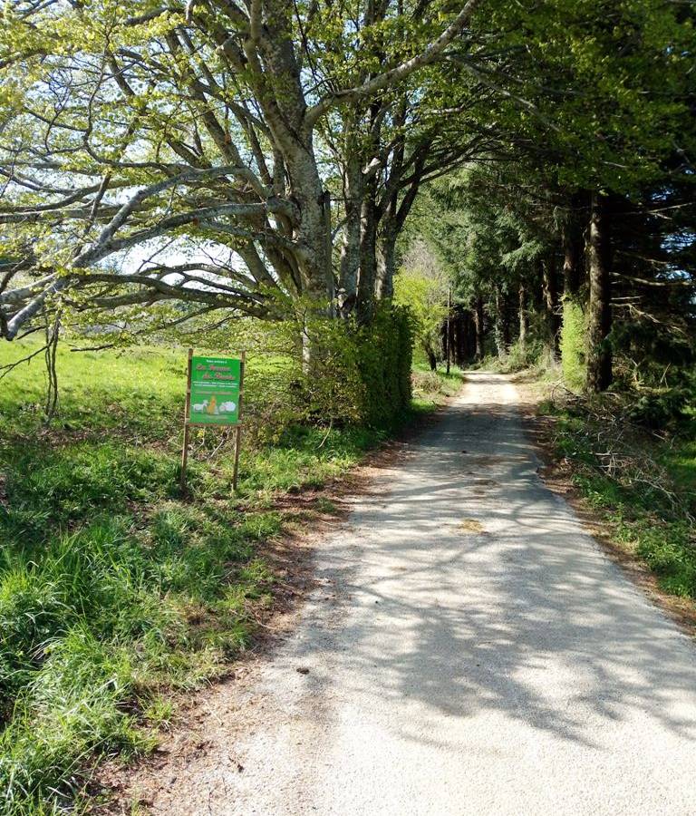 Balade sous les arbres - Activité Occitanie Hérault Accueil social de ressourcement thérapeutique et pédagogique