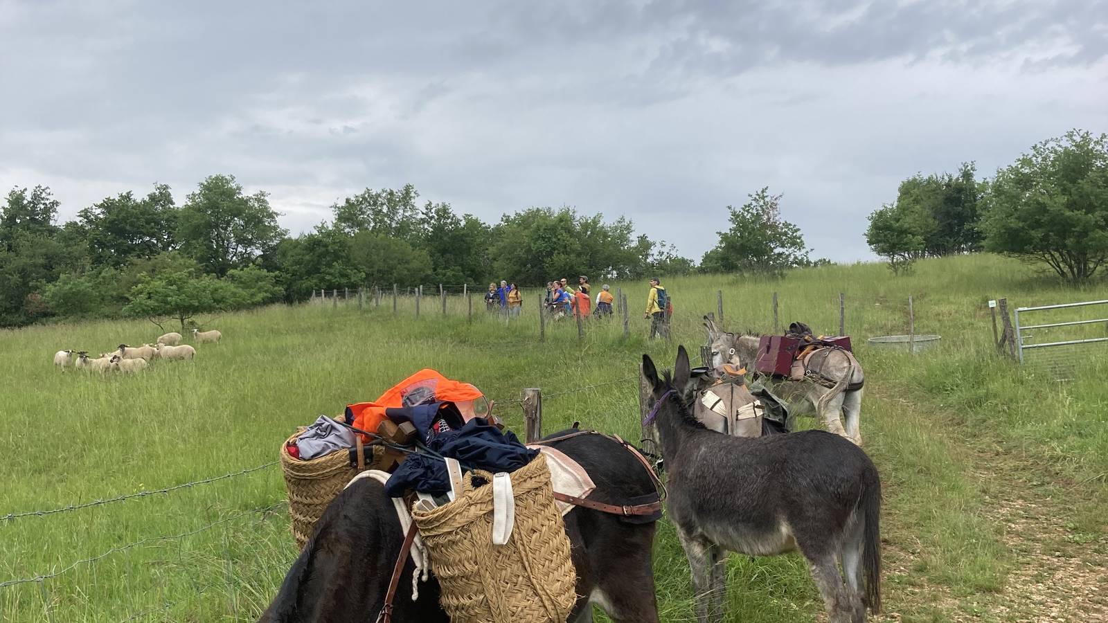 sortie nature - Activité Bourgogne-Franche-Comté Saône-et-Loire Des ânes et des abeilles
