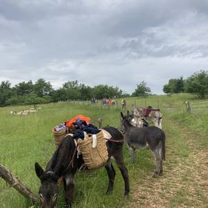 Photo de Des ânes et des abeilles